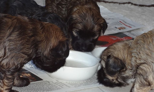 First meal