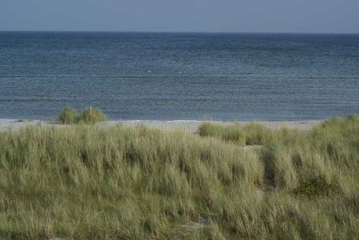 Ostsee-Strand an der Professoren-Plantage