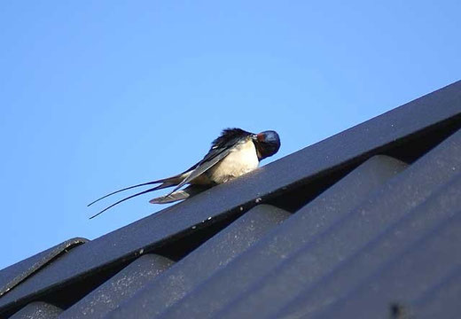 Rauchschwalbe auf unserem Dach