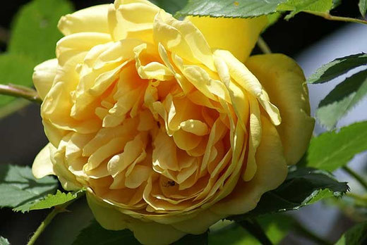 David-Austin Rose