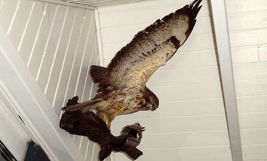 Bussard