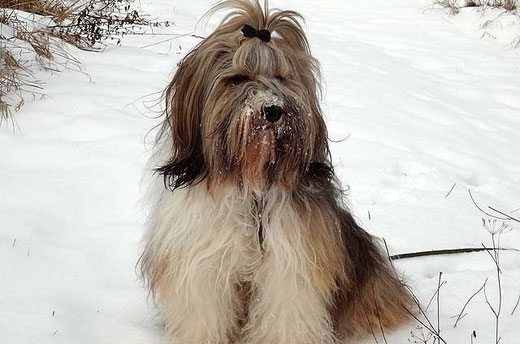 Milka im Schnee
