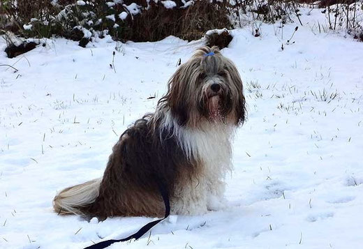 Brave Milka