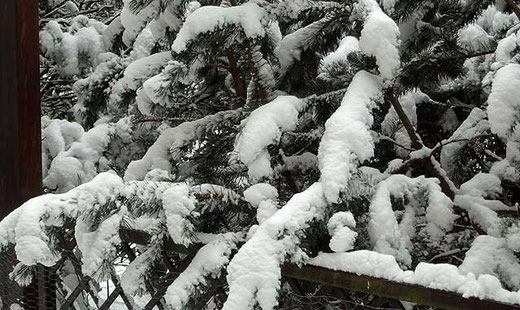 Kiefern im Schnee