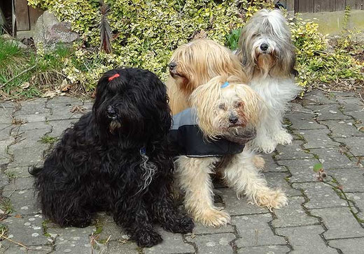 Kar-mi, Indra, Bya-ra und Milka