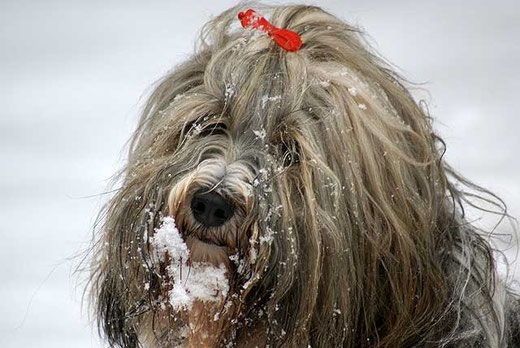 Milka im Januar 2013