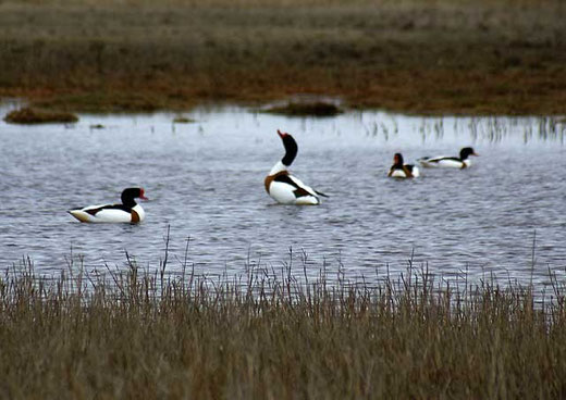 Brandgänse