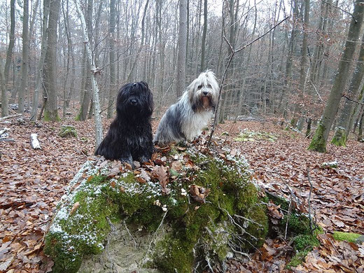 Mama Milka und Sohnemann Yeshi im herbstlichen Wald unterwegs