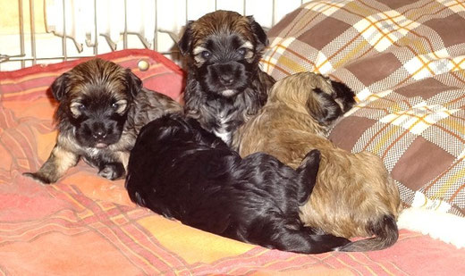 Femi und Mon-sha (hinten), Yeshi und Fiona (vorne liegend) 