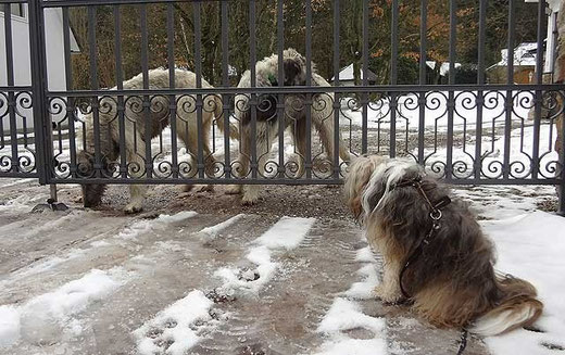 Milka and friends