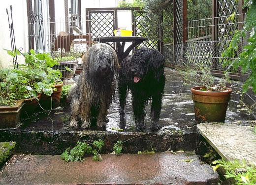 Mon-sha und Yeshi nach dem Schlammbad im Garten