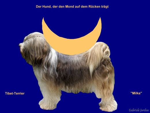 Milka, der Hund, der den Mond auf dem Rücken trägt