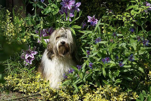 Milka und die Clematis
