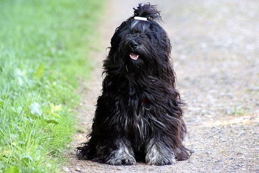 Tibet-Terrier Deckrüde Srinagar Danda Fu-Yeshi Black Jewel beim Spaziergang