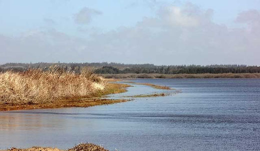 Filsø