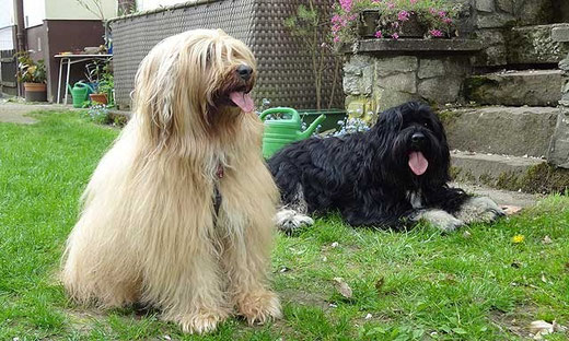 Oma Bya-ra und Bommel nach dem Toben durch den Garten