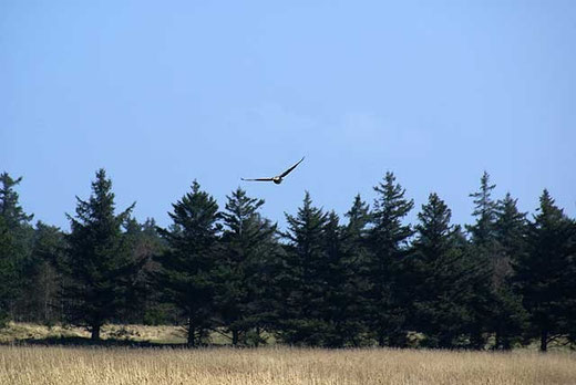 Graugans am Tane Sø