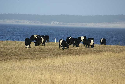 Galloways an der Bucht von Ho