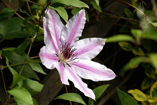 Clematis