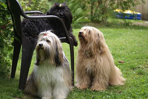 Das Trio