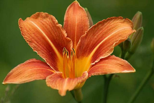Die erste Lilienblüte im Juni 2013