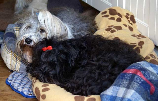 Milka und Kar-mi beim Kuscheln