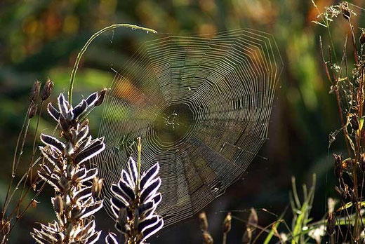 Morgens um 8 Uhr im Garten