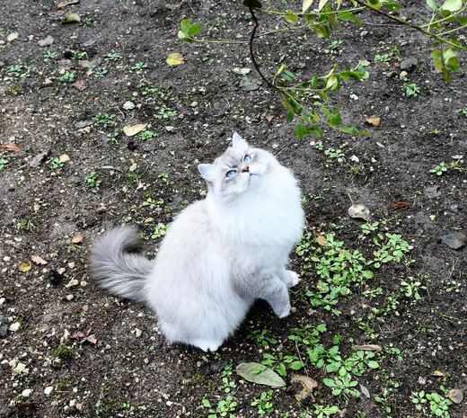chat siberien blue
