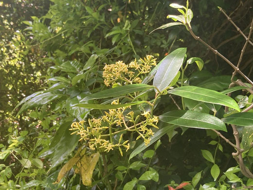 サカキカズラ - 猿島公園専門ガイド協会