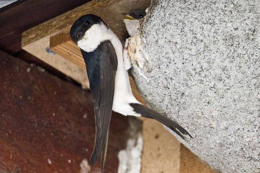 Mehlschwalbe beim Nestbau Foto: NABU/Günter Lessenich
