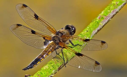 Bild einer Libelle auf einem Zweig
