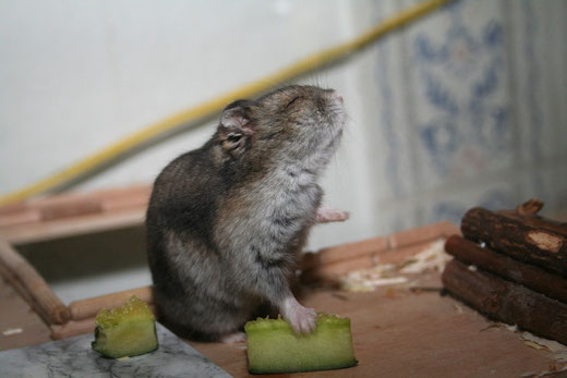 Armes Hamsterchen, das mitten am Tag geblitzt wird.