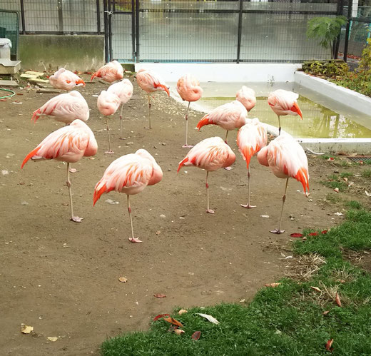 長野市城山動物園
