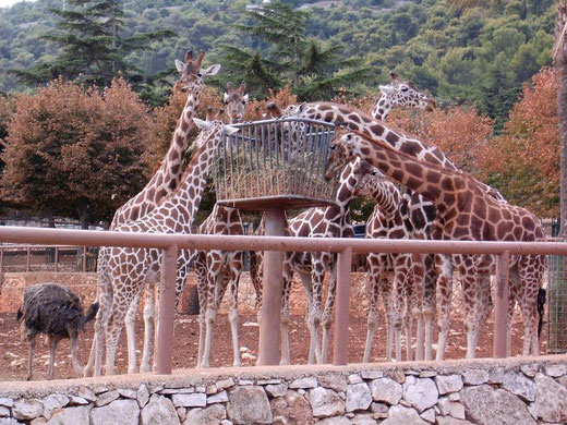 31 Zoo Safari di Fasano (clic sull'immagine per ingrandire)