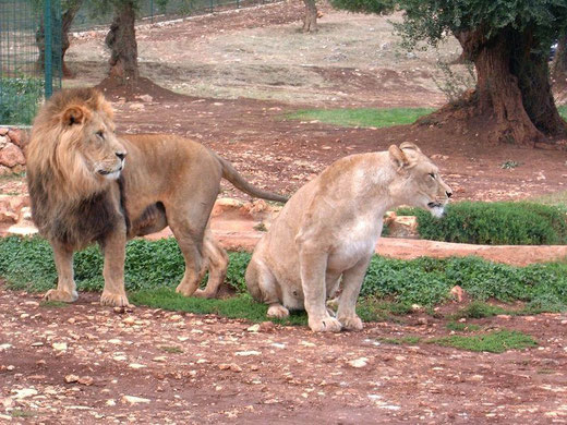 28 Zoo Safari di Fasano (clic sull'immagine per ingrandire)