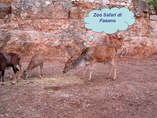 25 Zoo Safari di Fasano (clic sull'immagine per ingrandire)