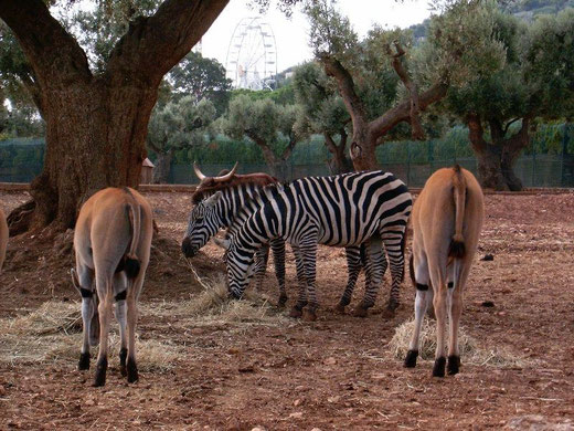 35 Zoo Safari di Fasano (clic sull'immagine per ingrandire)