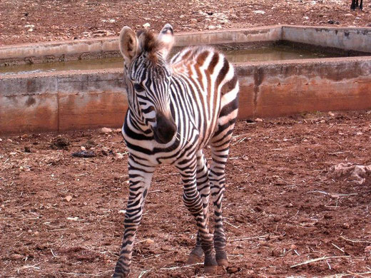 36 Zoo Safari di Fasano (clic sull'immagine per ingrandire)