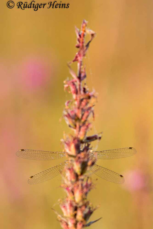 Lestes barbarus (Südliche Binsenjungfer) Männchen, 12.8.2021 - Makroobjektiv 100mm f/2.8