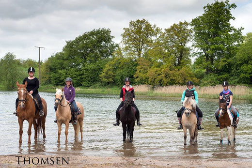 Picasso, Akim, Merlin, Ibo und Sandy am Lanker See