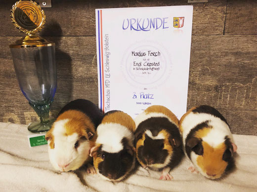 3. Platz Beste Kollektion Engl. Crested in Schoko-Buff-Weiß