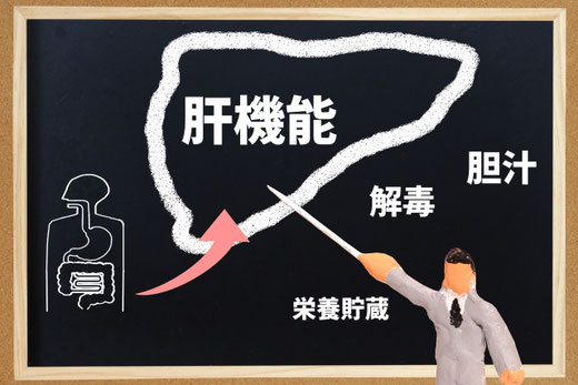 肝臓