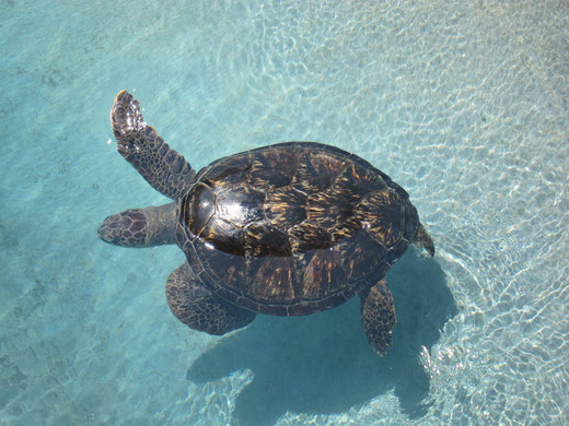 新江ノ島水族館　ウミガメ