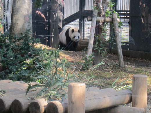 上野動物園のパンダ