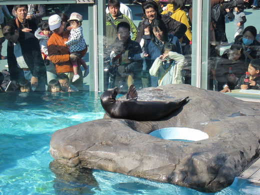 上野動物園のアザラシ