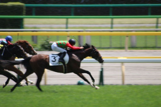 東京競馬場　競馬　レース　勝ち馬