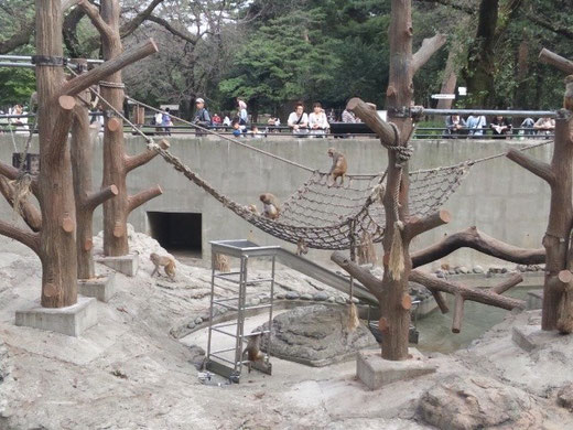 井の頭自然文化園　さる山