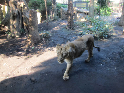 上野動物園のライオン
