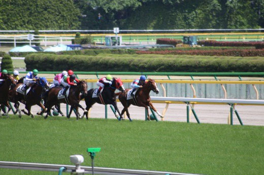 東京競馬場　最後の直線　坂道