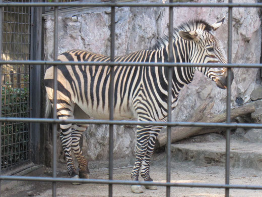 上野動物園のしまうま